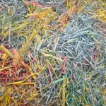 Paper Grass for Gift Packing & Hamper Filling – Multicolor 500gm